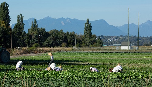 Dilemmes modernes des travailleurs migrants temporaires