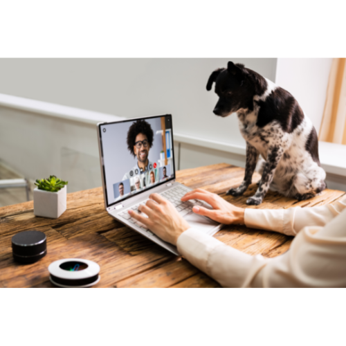 Webinar on laptop screen with dog looking on