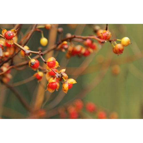 Red winter berries outdoors