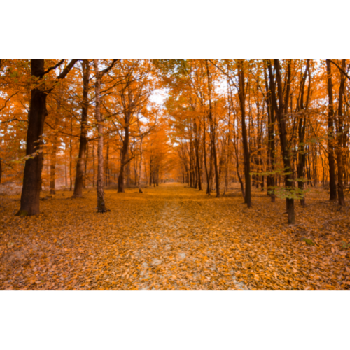 Tree-lined path during fall